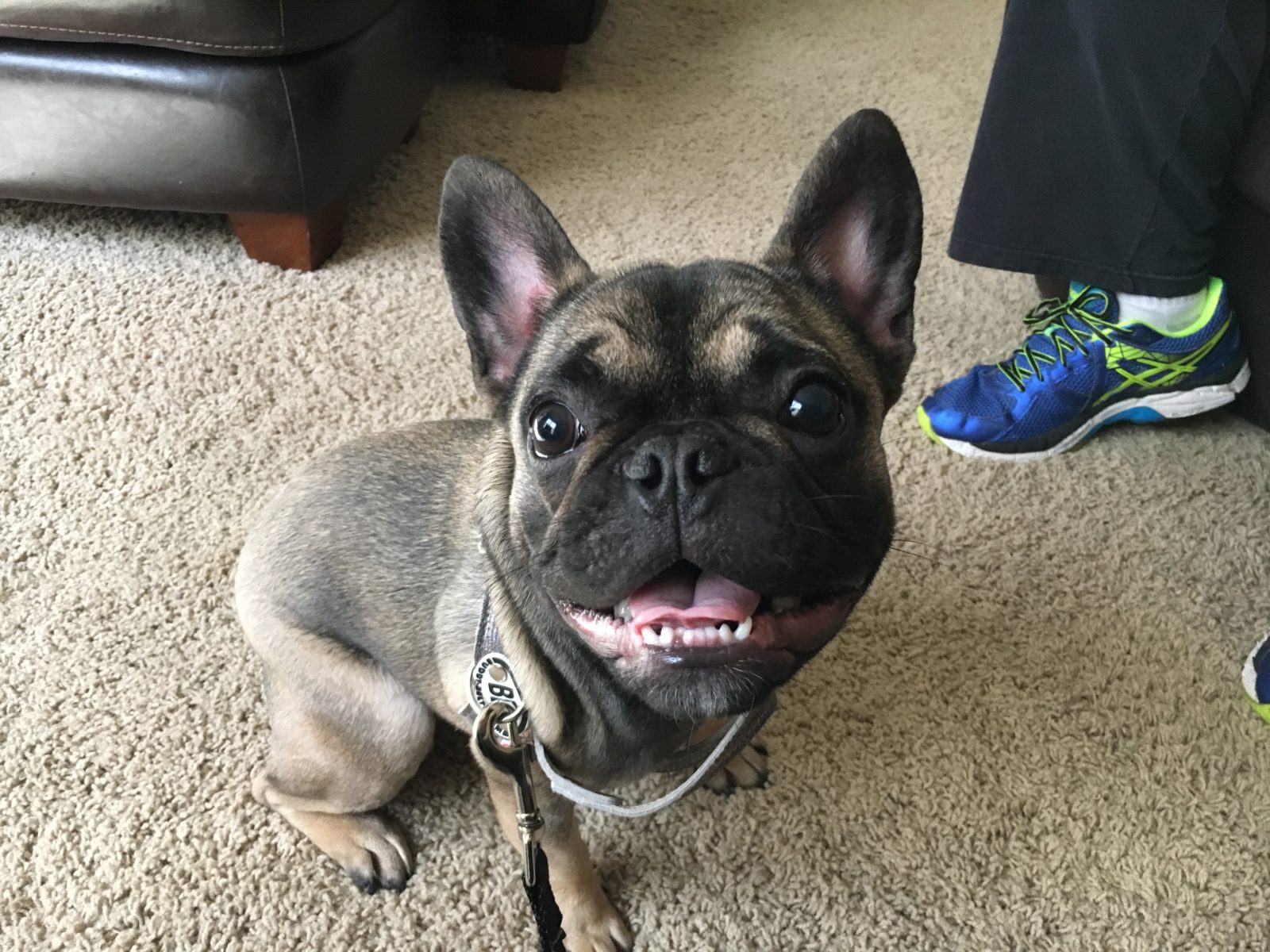 Useful Tips to Find the Best Food for a French Bulldog