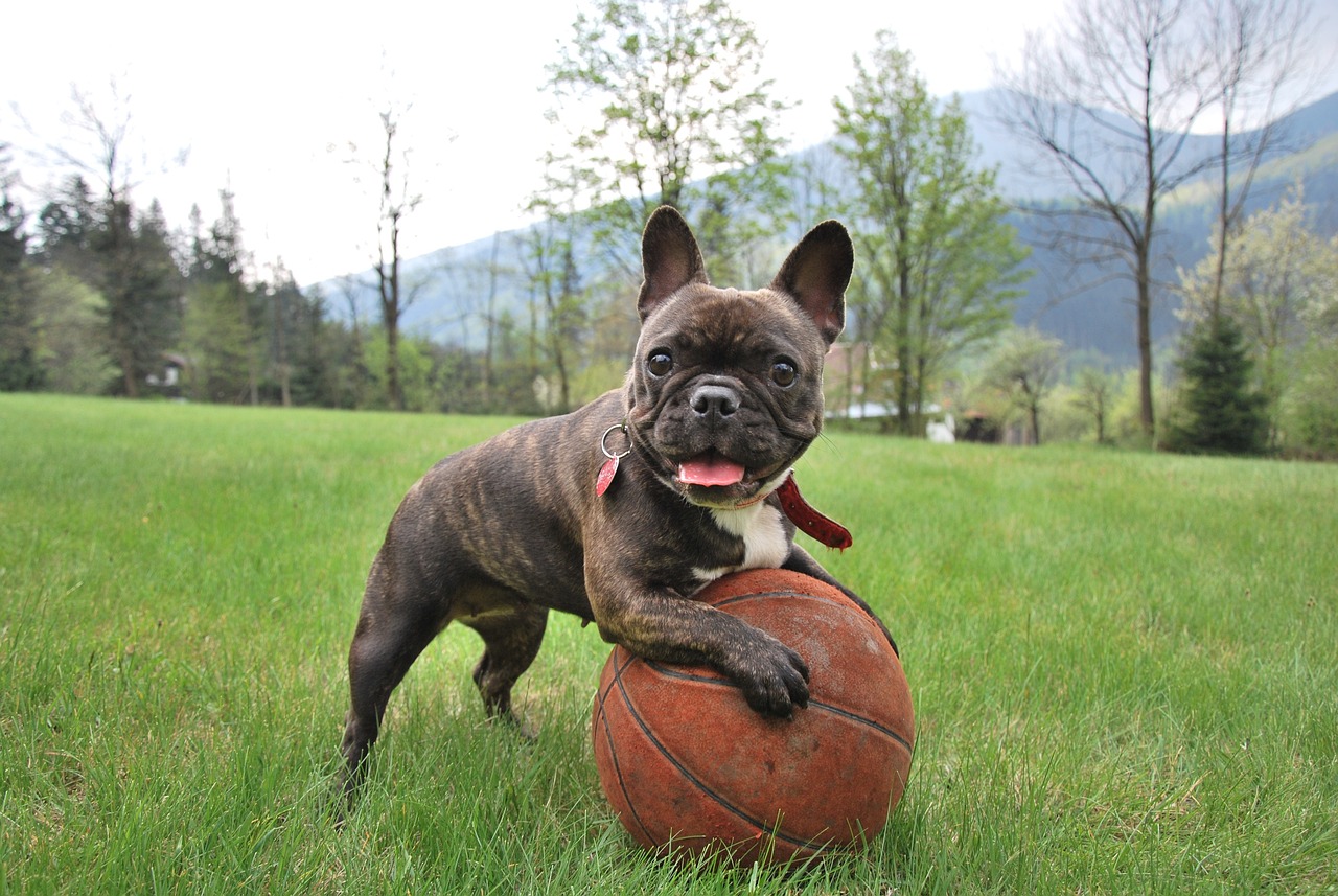 best dog food for french bulldog