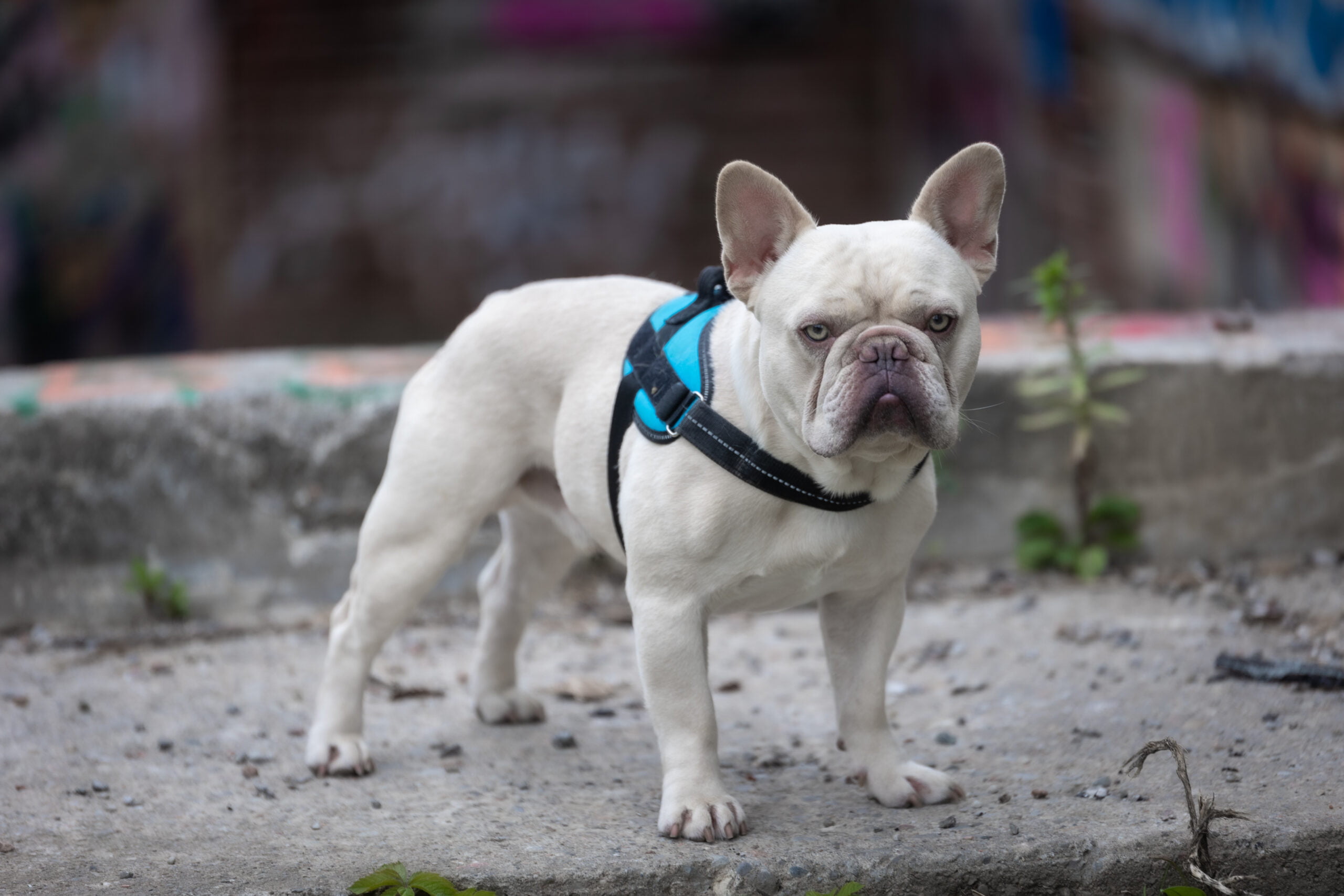 signs and symptoms of french bulldog in heat