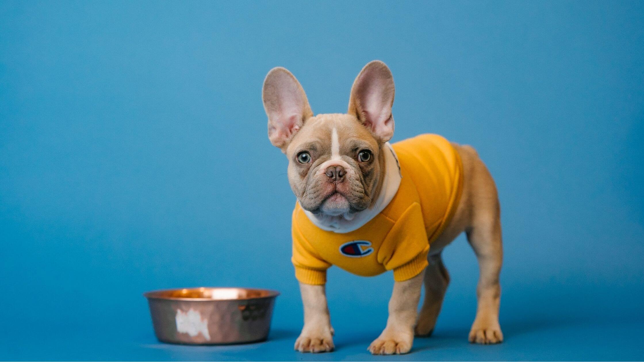 French Bulldog Raw Diet: 