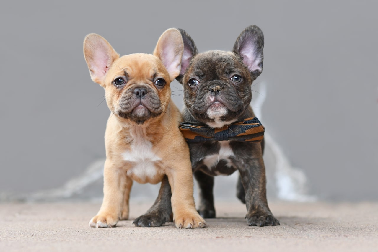 French Bulldog Puppy Feeding Chart (2-12 months)