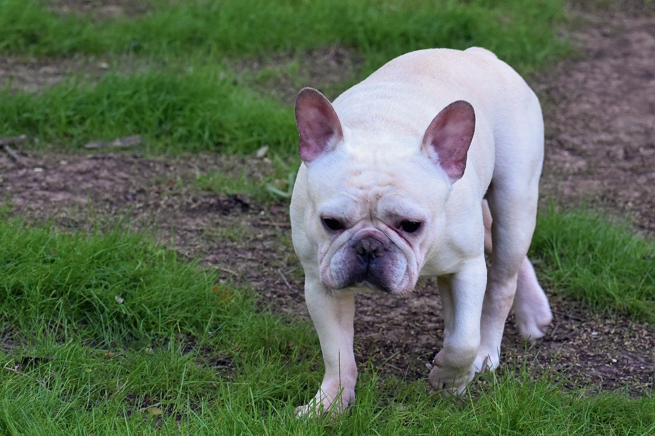 How to Train a Frenchie: An Essential Step-by-Step Guide