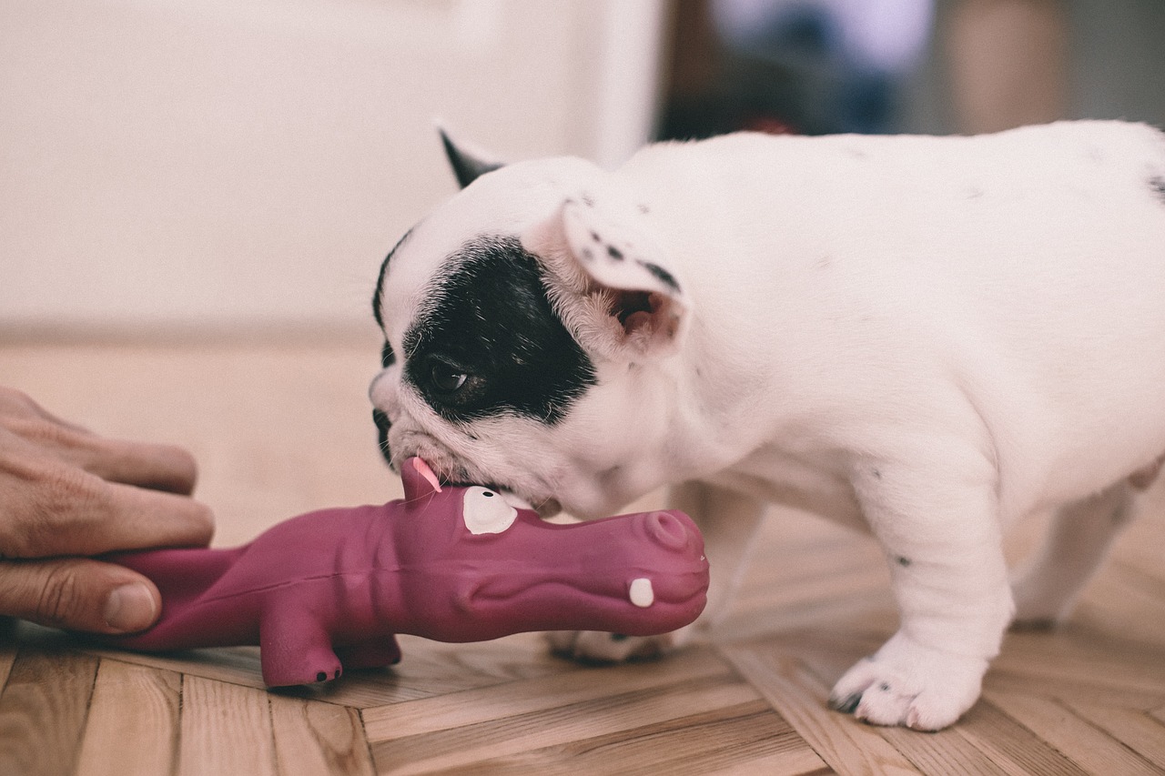 Best Chews for French Bulldogs: Safe and Durable Chew Treats