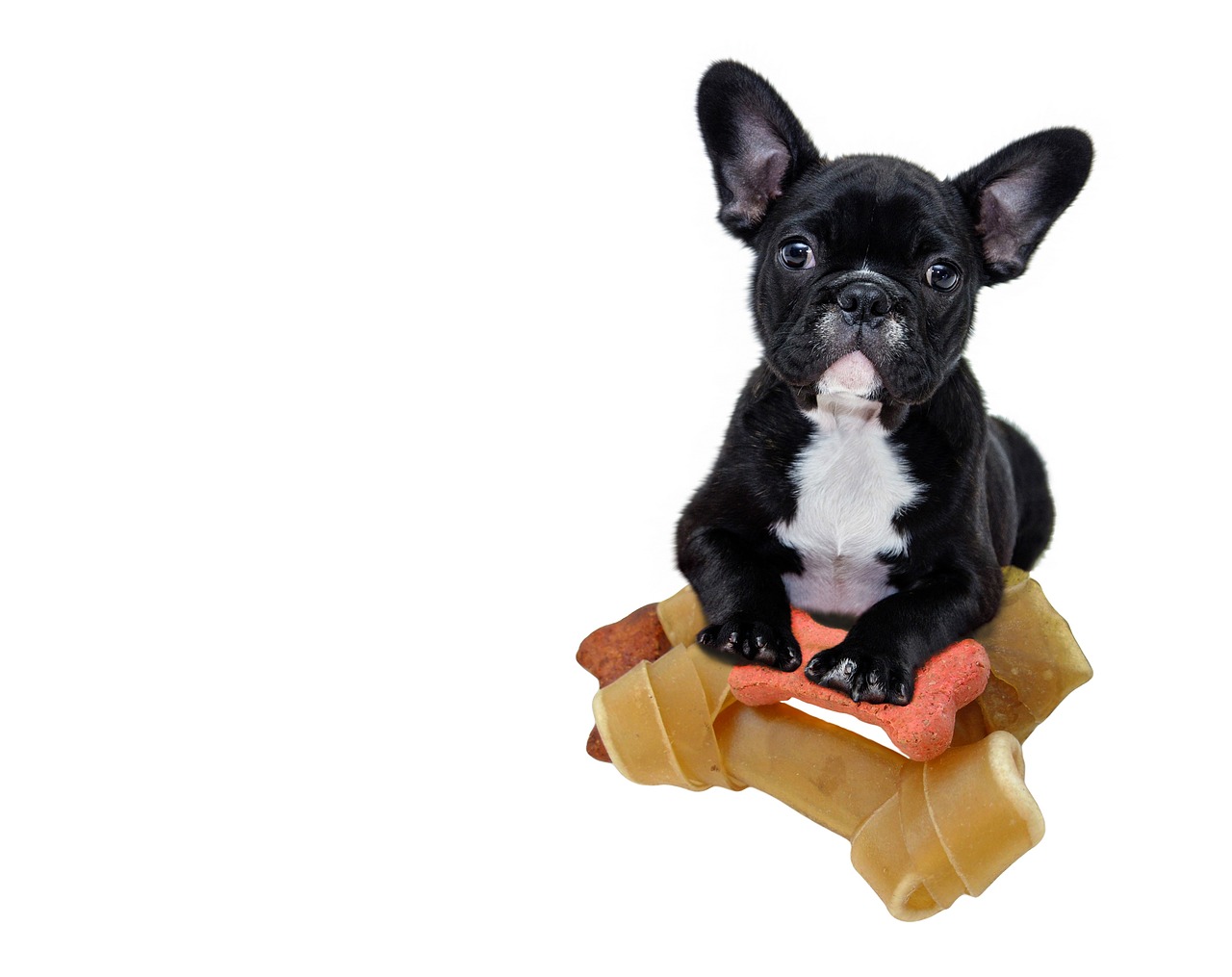 Best Chews for French Bulldogs