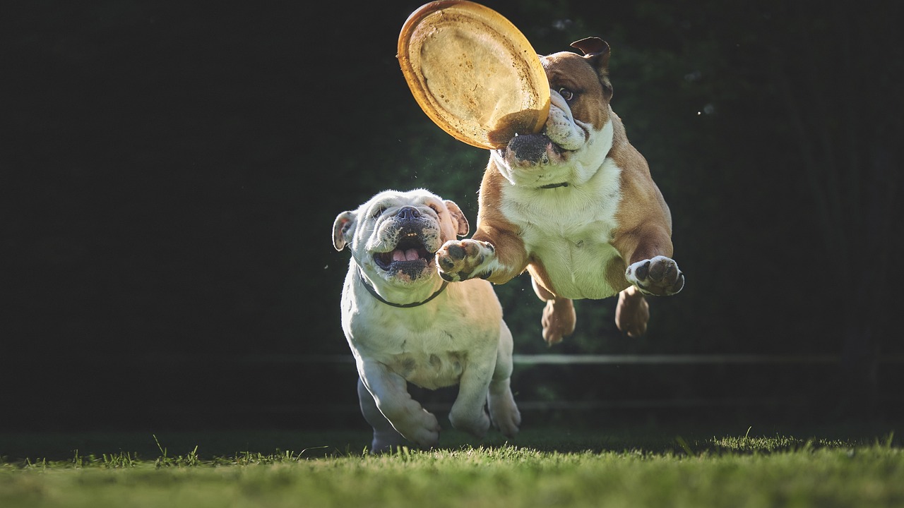 How Much Exercise Does a French Bulldog Need?