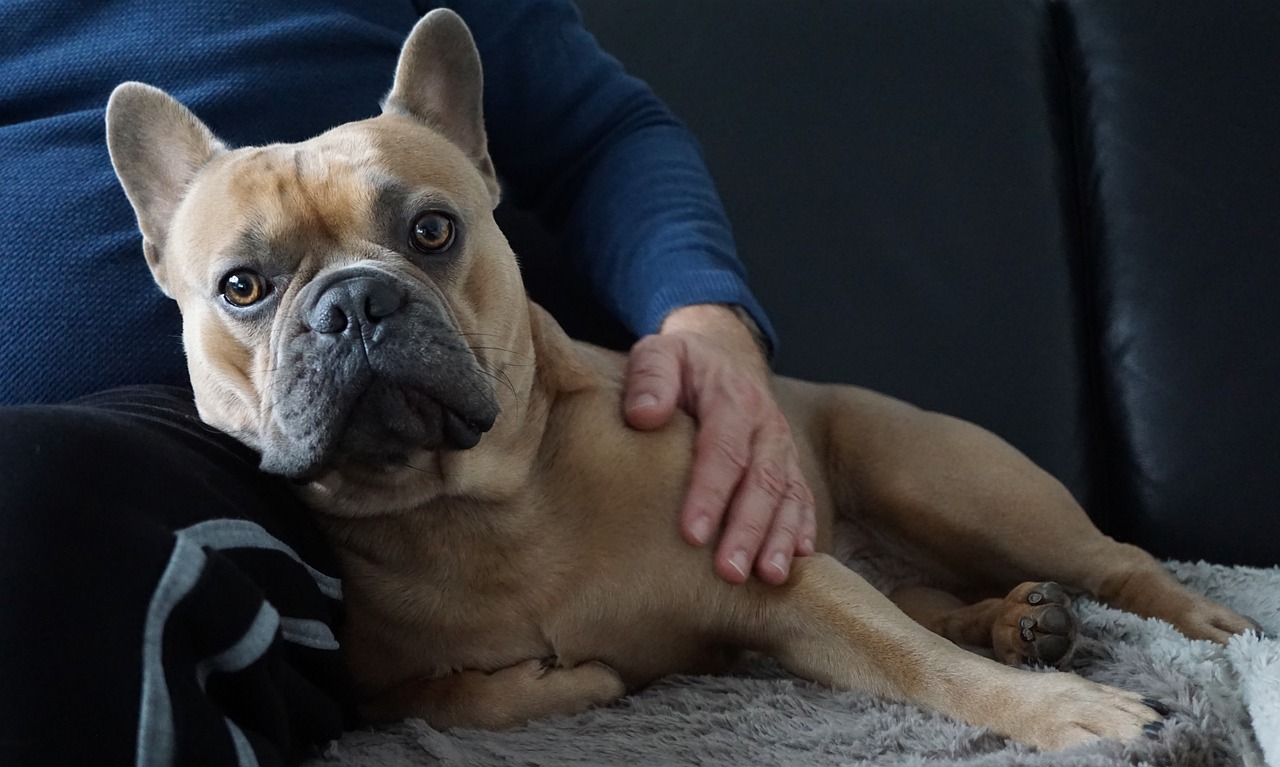 French Bulldog Stubborn? Decode Their Personality 