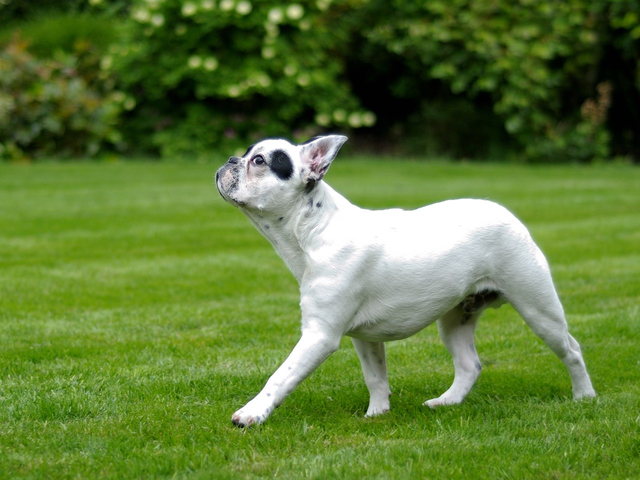 Understanding French Bulldog Exercise Requirements