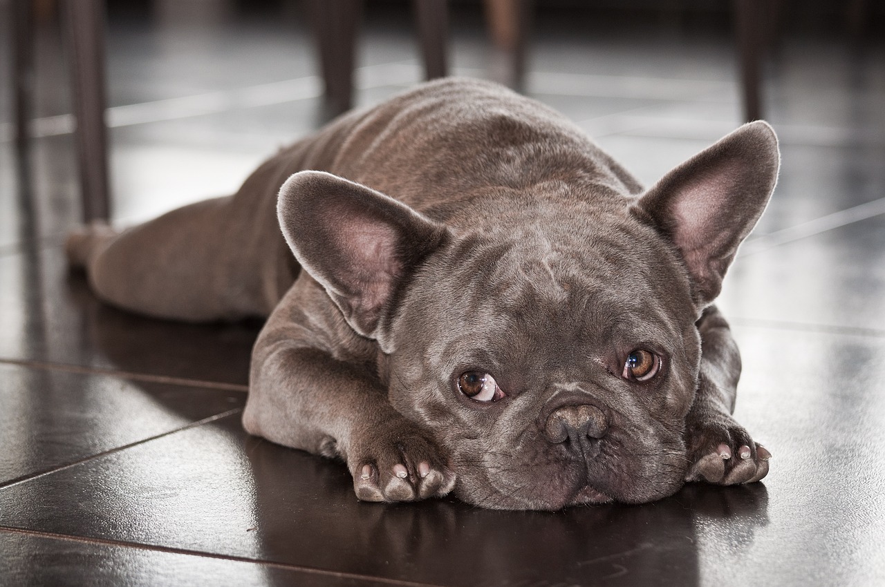 introduction-to-french-bulldogs