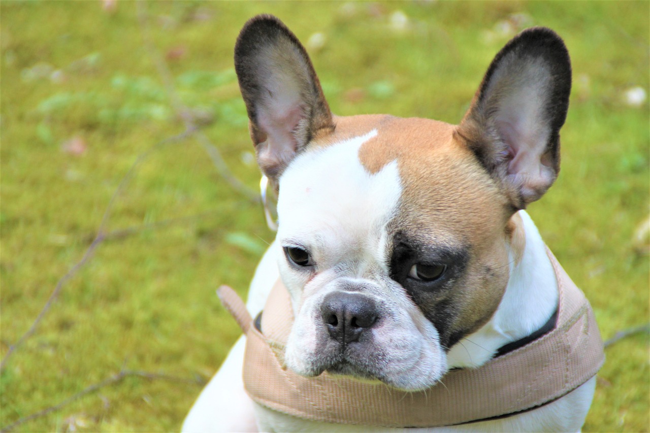 how to potty train french bulldog