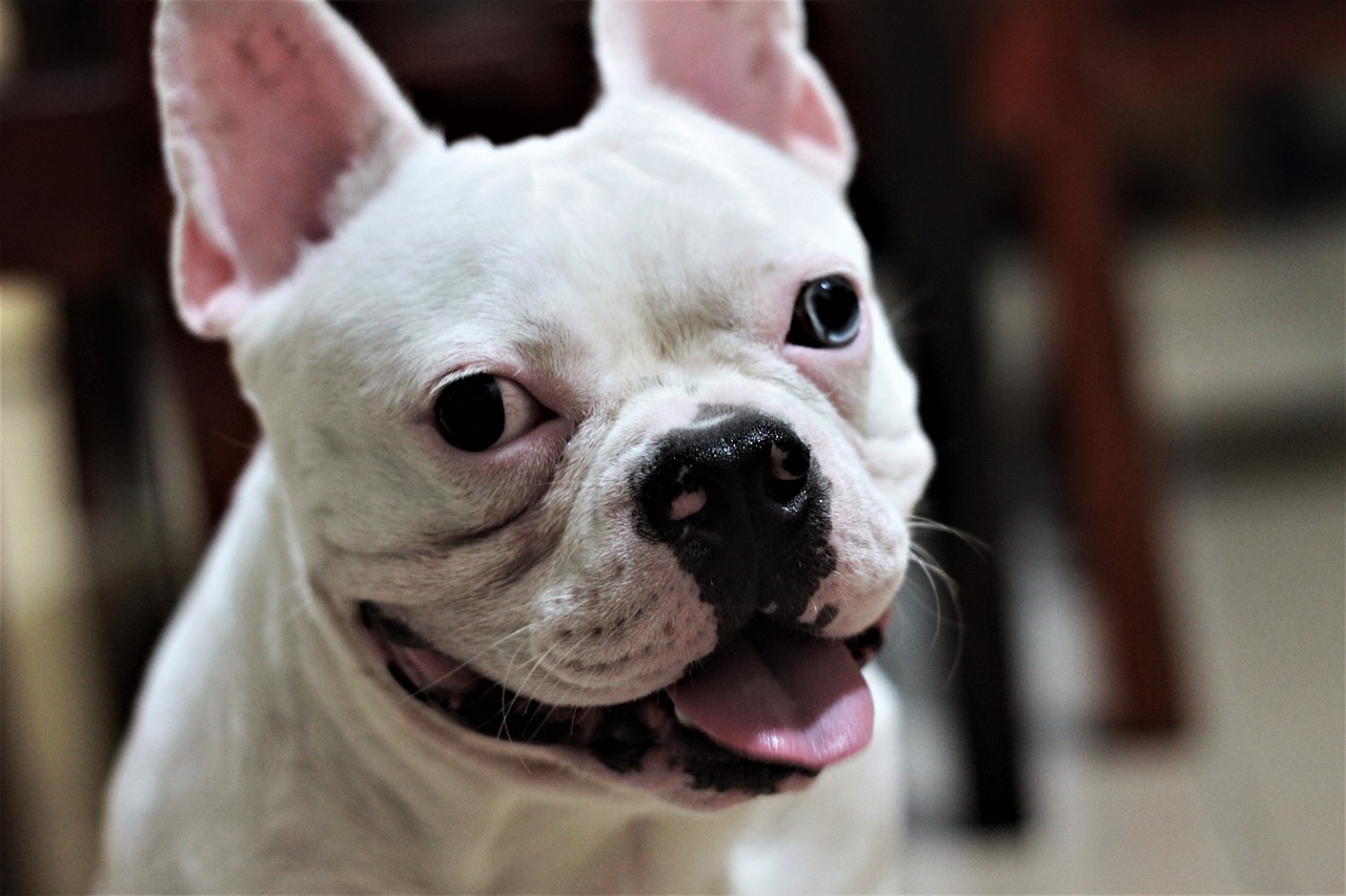 So, How Long Do Frenchies Live Exactly?