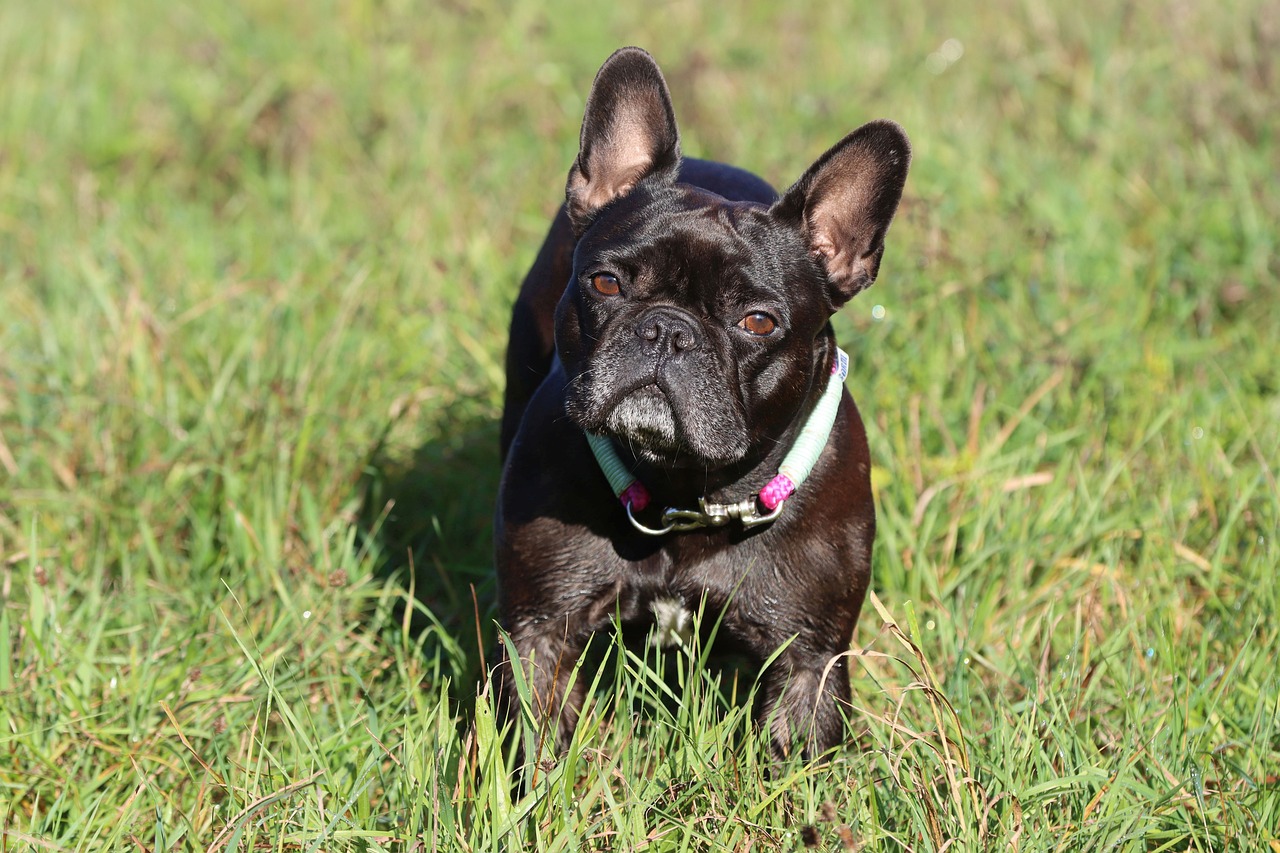 So, How Long Do Frenchies Live Exactly?