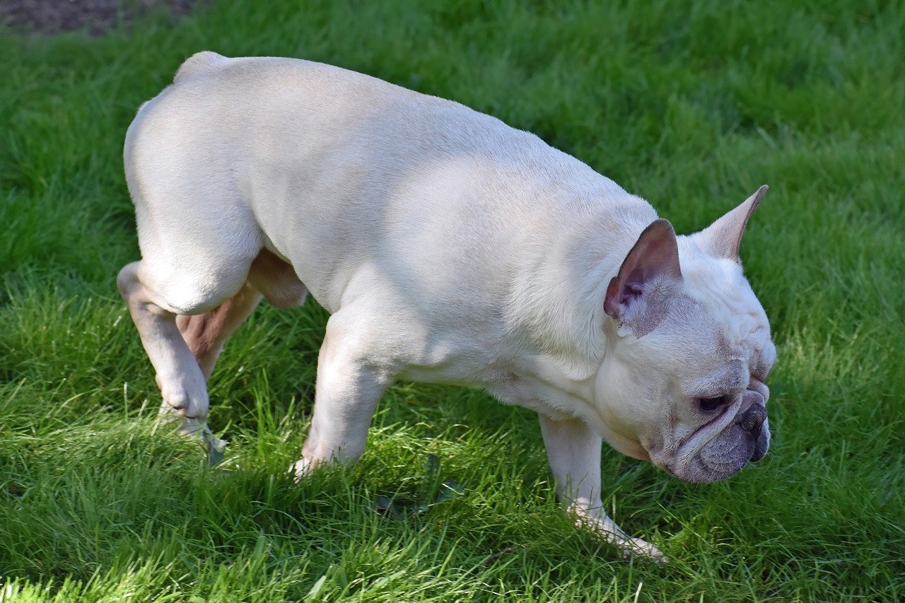 French Bulldog Potty Training