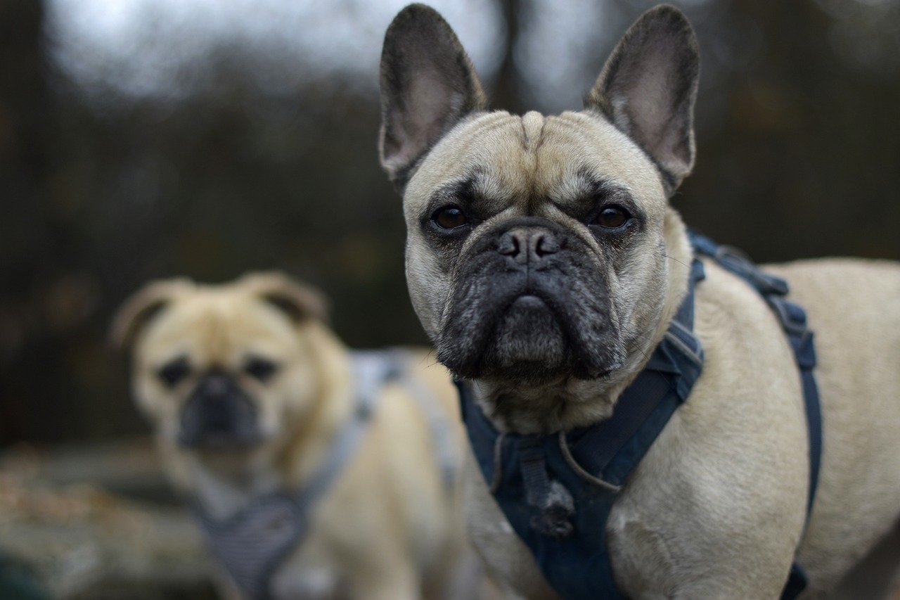 Average French Bulldog Weight: Is Your Dog on Track?