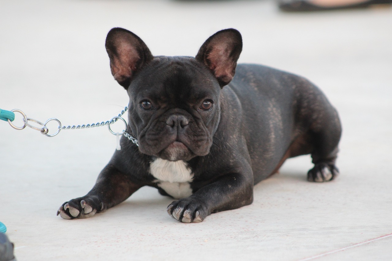 Choosing the Right French Bulldog Potty Training Method