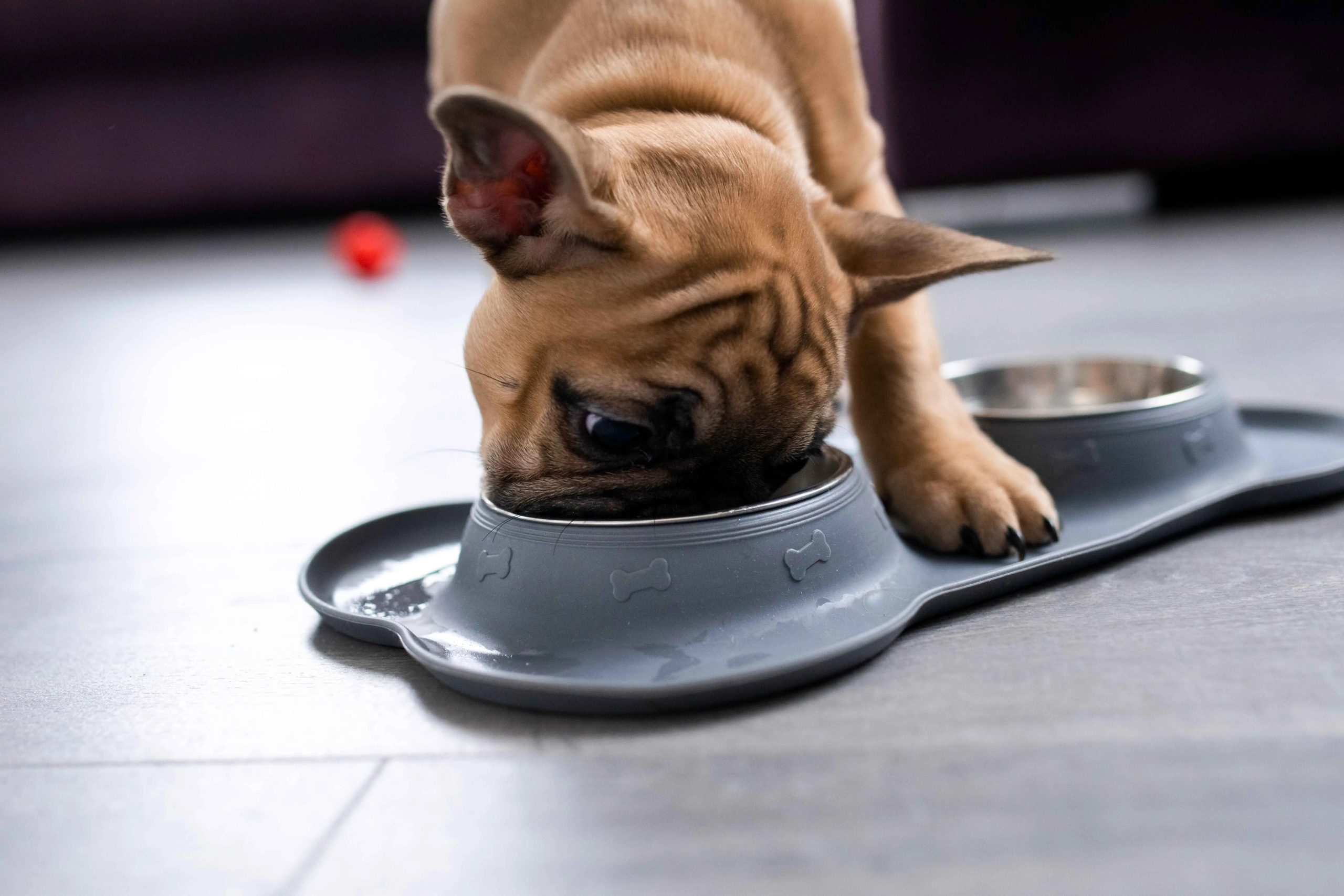 French Bulldog Feeding Chart by Weight Age: A Complete Guide