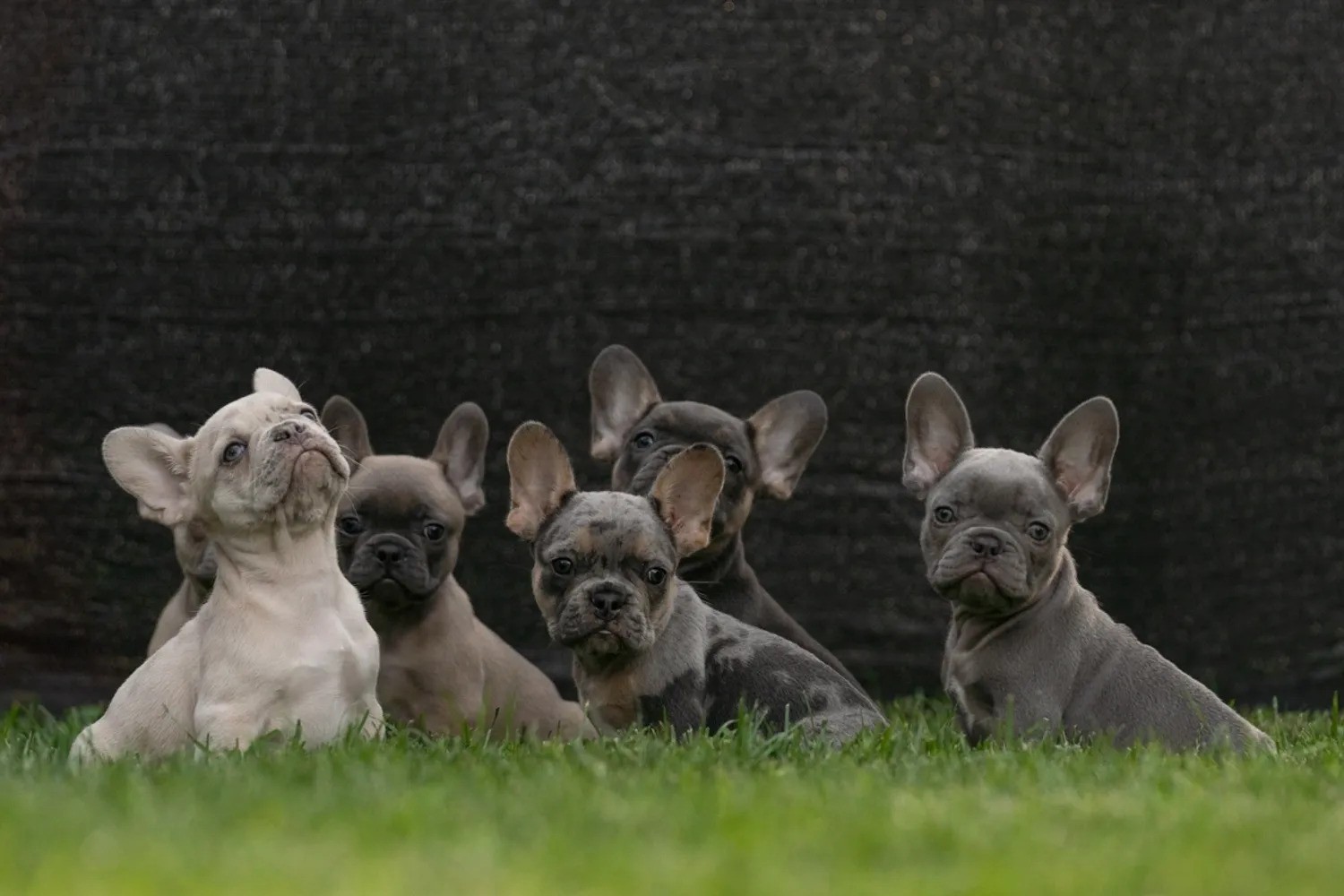 How Much to Feed a French Bulldog Puppy