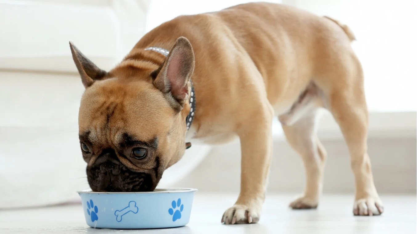 Healthy fats for French Bulldogs