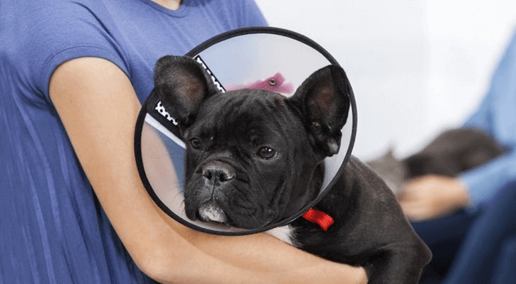 Spaying and neutering French Bulldog