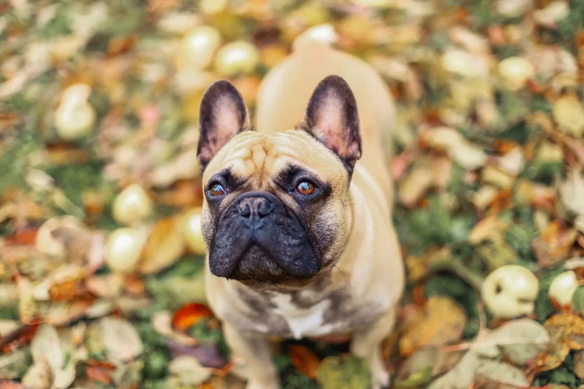 Caring for Your French Bulldog in Heat