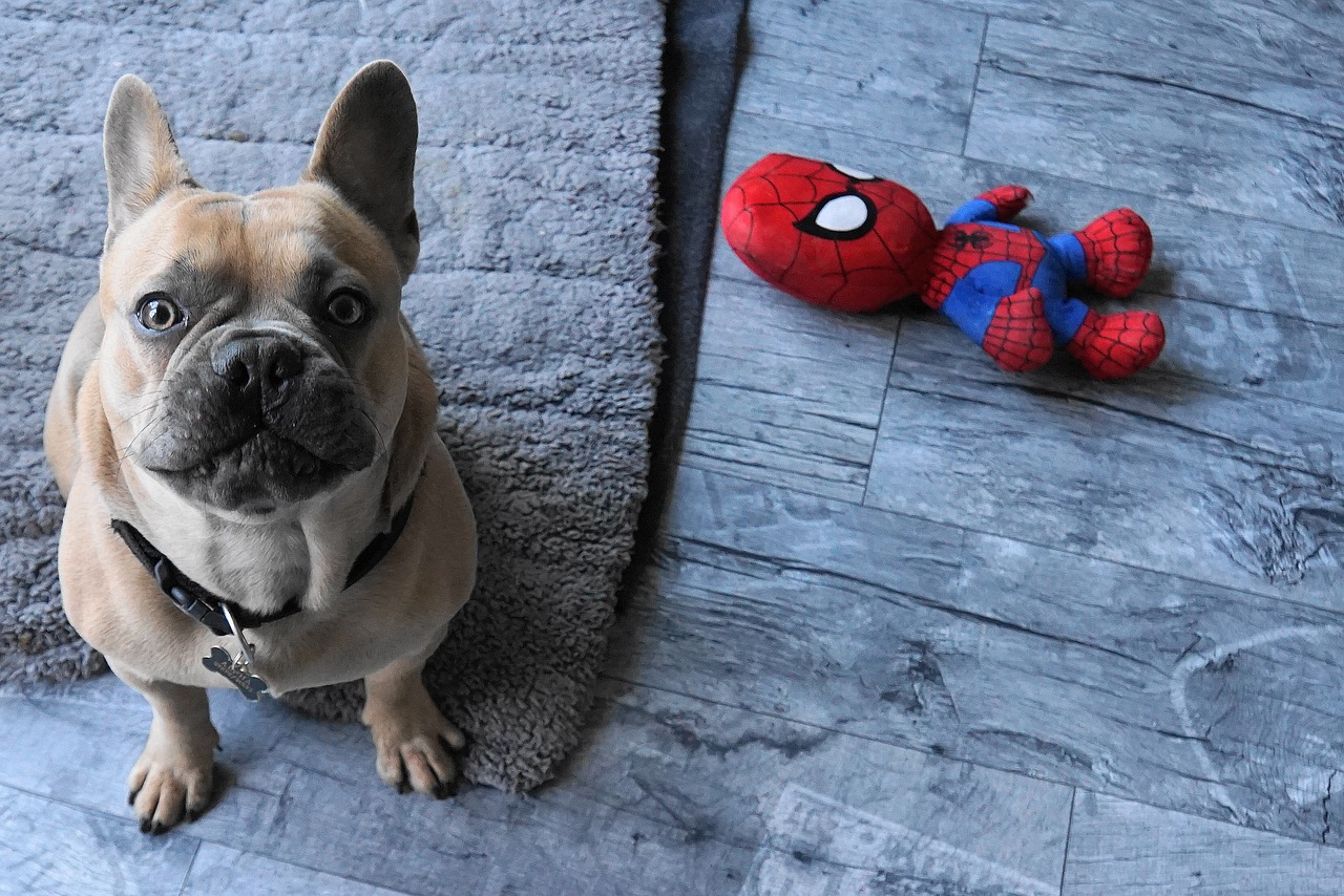 Factors to Consider When Choosing the Best Chews for French Bulldogs