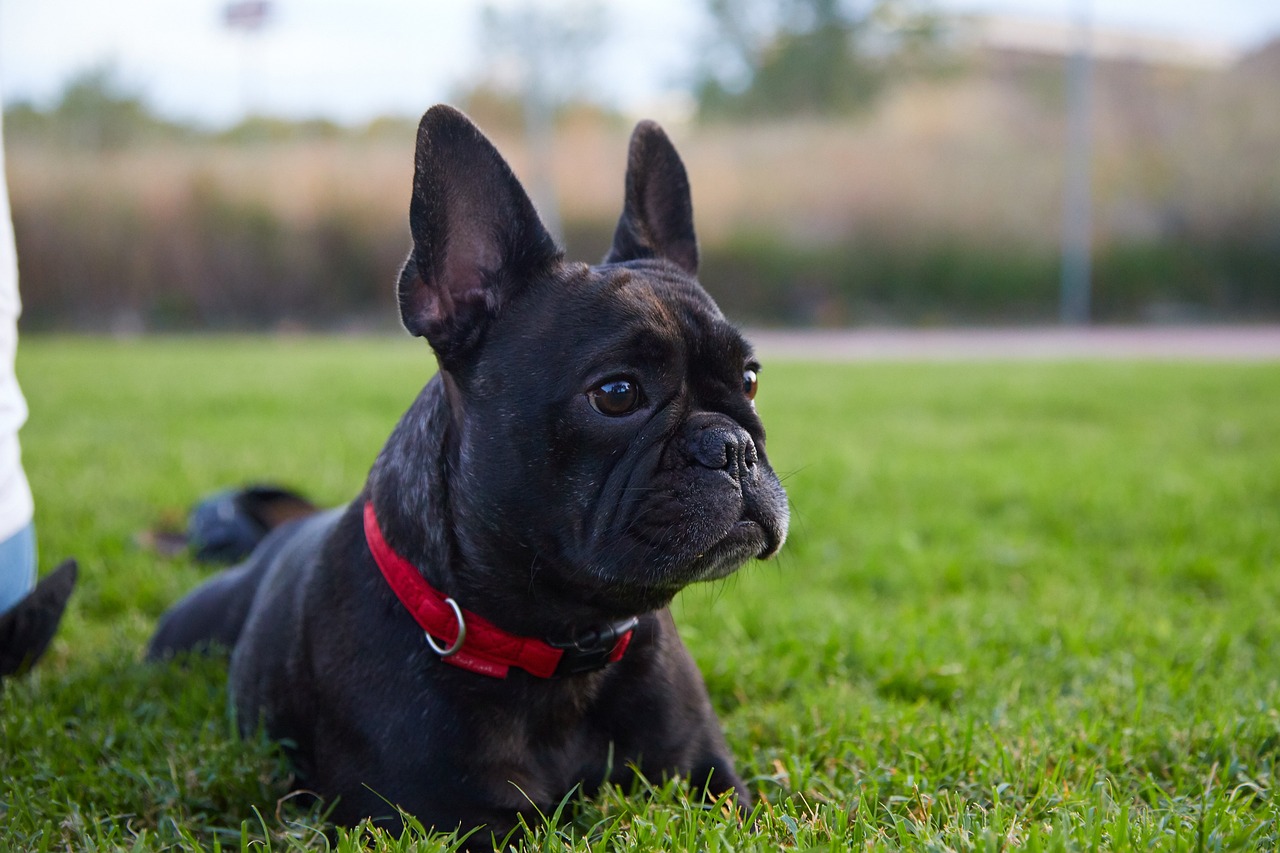 Average French Bulldog Weight