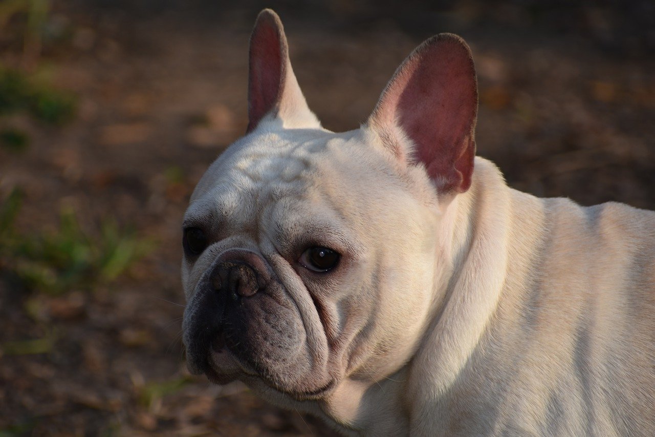 how-much-do-french-bulldogs-cost