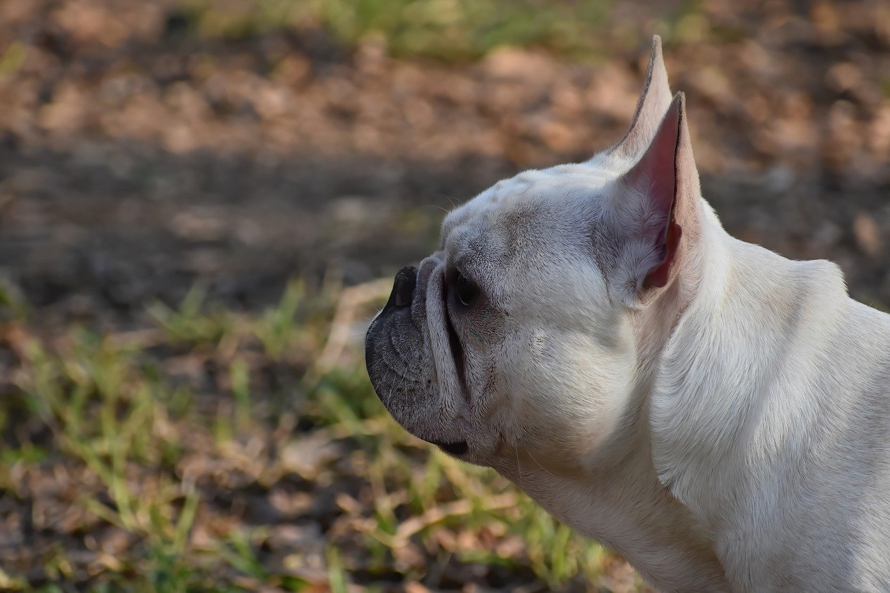 The French Bulldog is a Highly Sought-After Breed