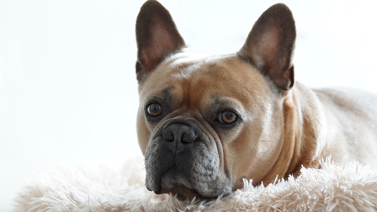 Tips to Maintain a Healthy Weight for Your Frenchie