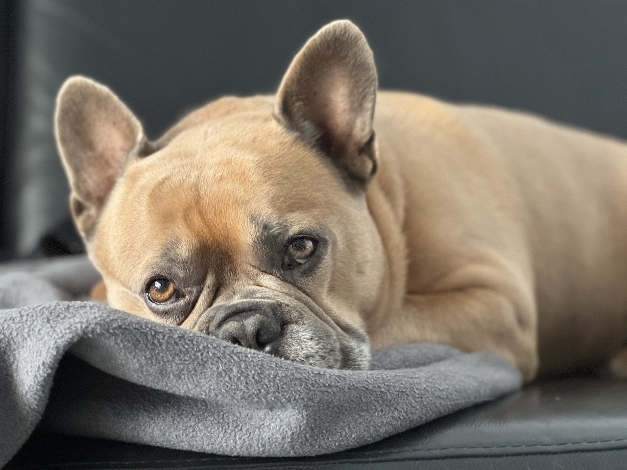 Why are French Bulldogs so Expensive? Explore Their Price