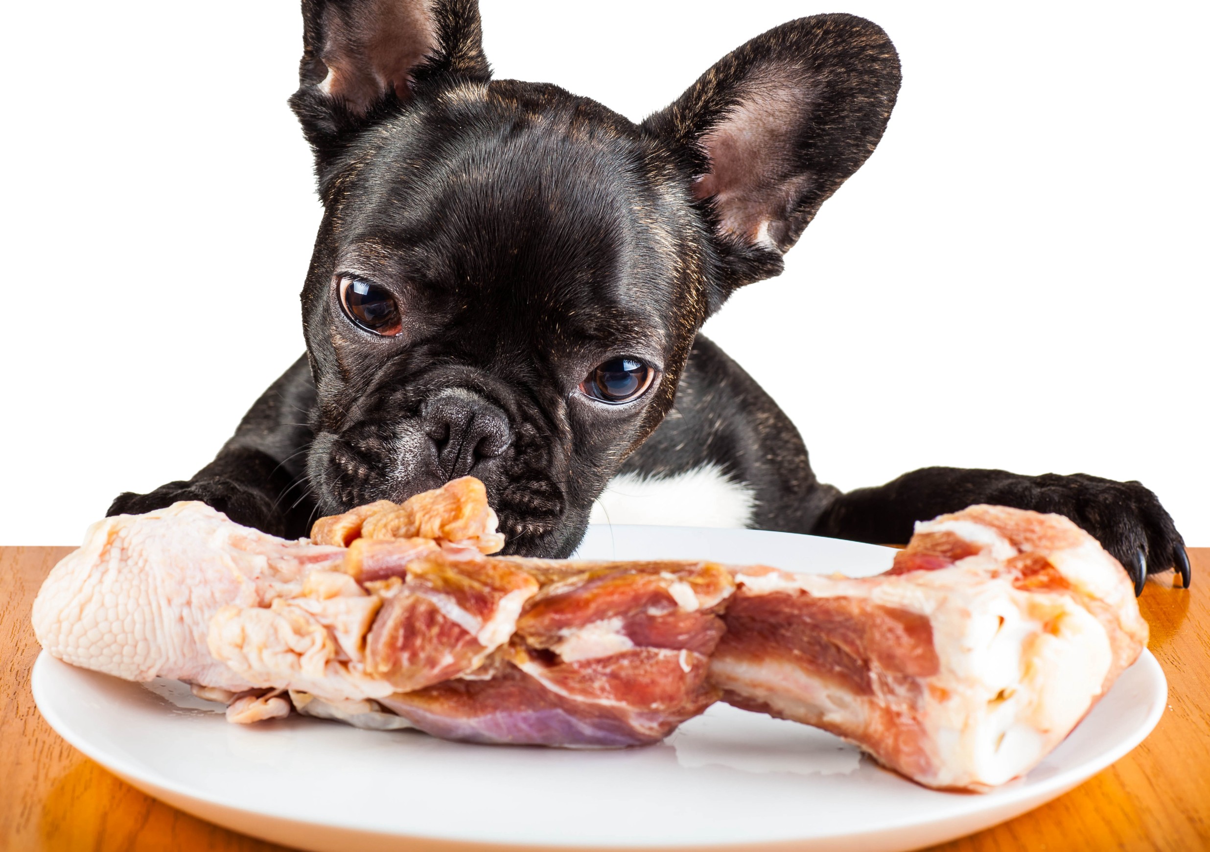 French Bulldog Raw Diet: A Guide to Primal Feeding