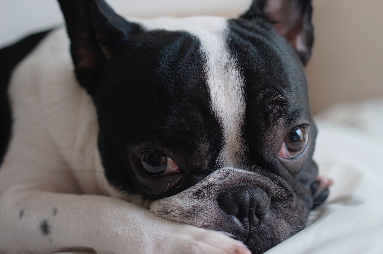 Benefits and Considerations for Buying a French Bulldog