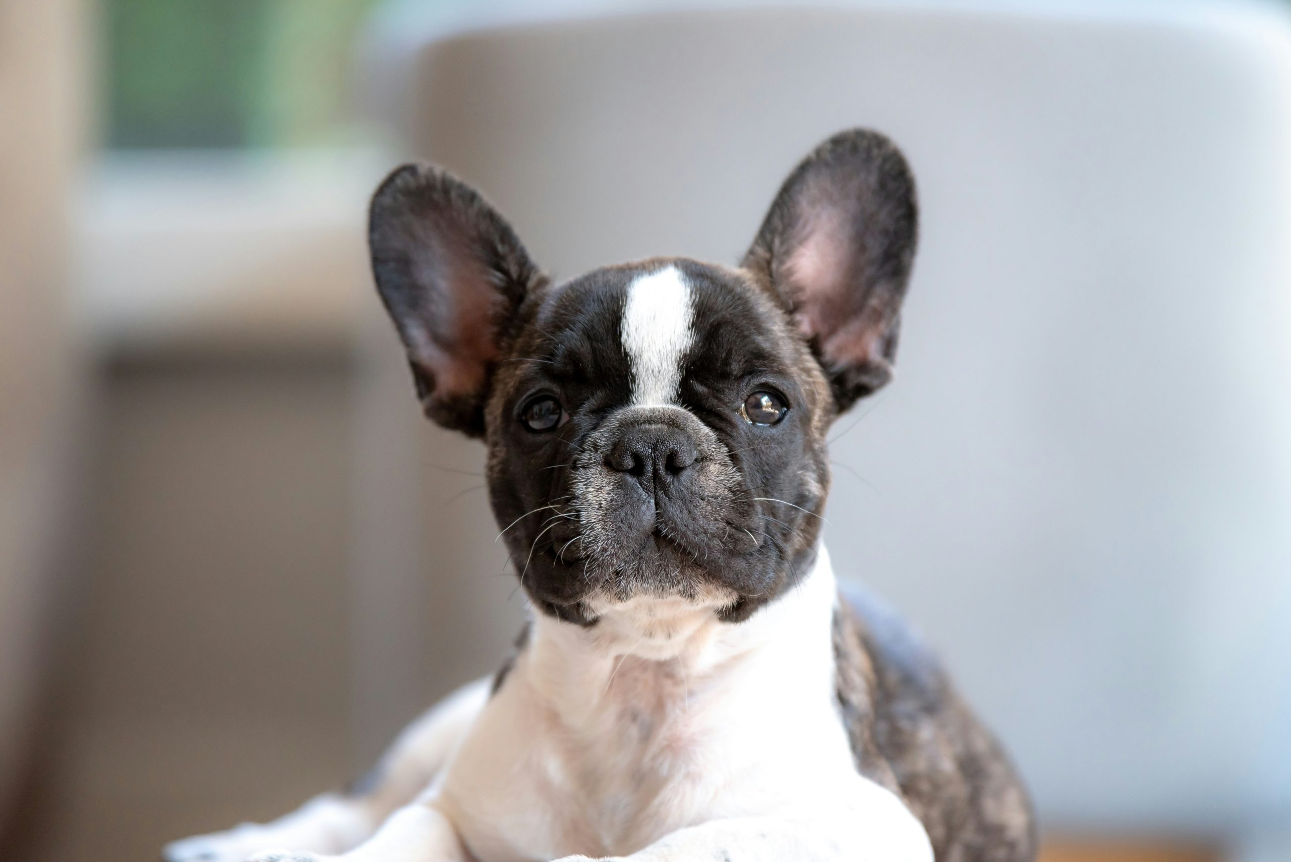 french bulldog in heat