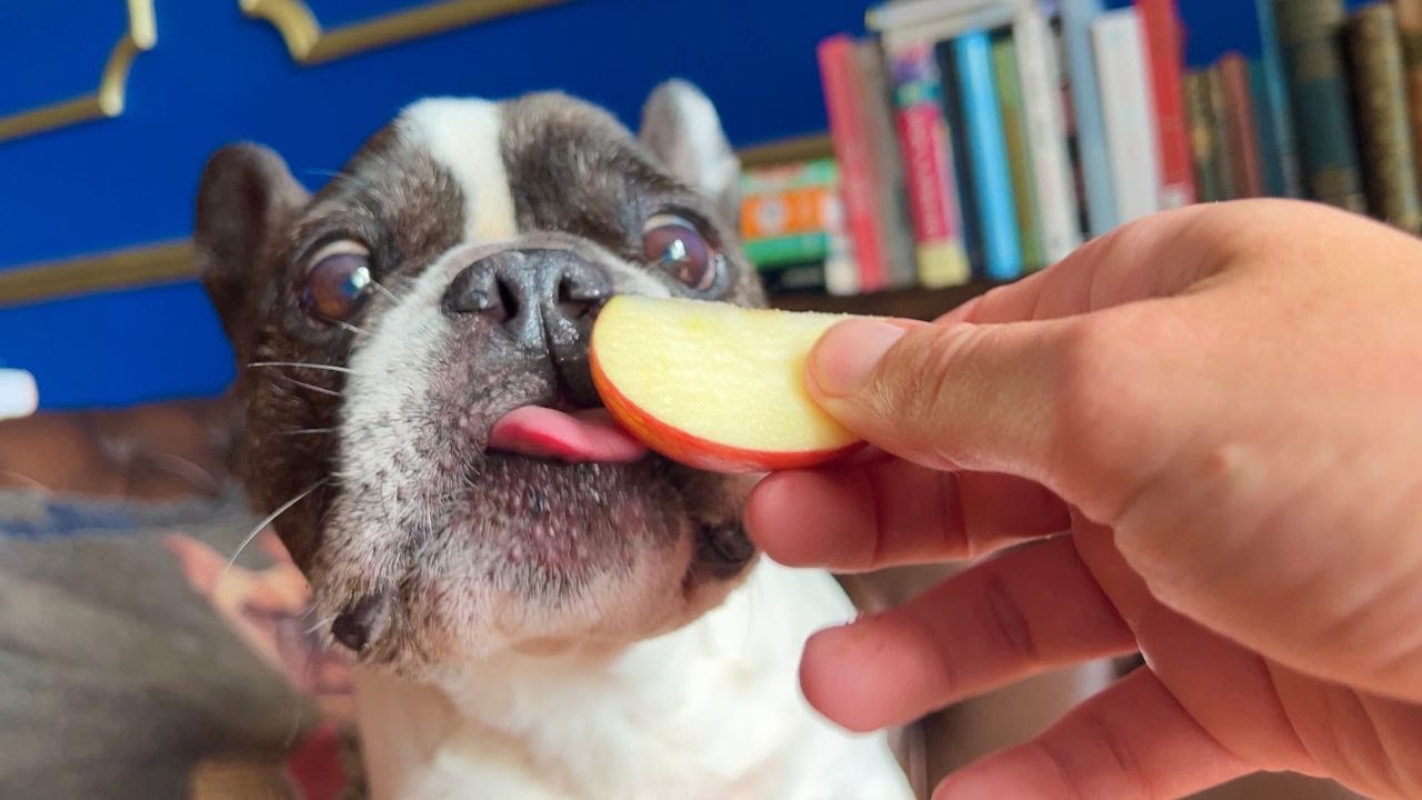 French Bulldogs eating fruits