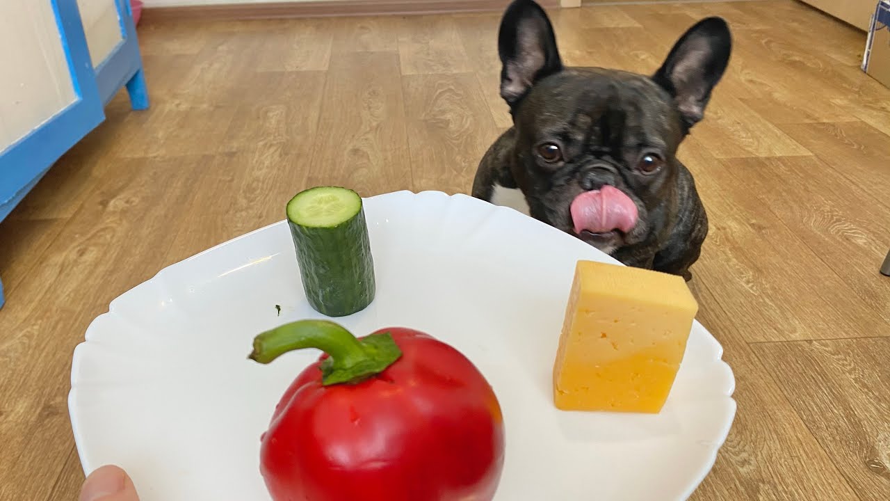 French Bulldog Recipes: Homemade Meals for Your Furry Friend