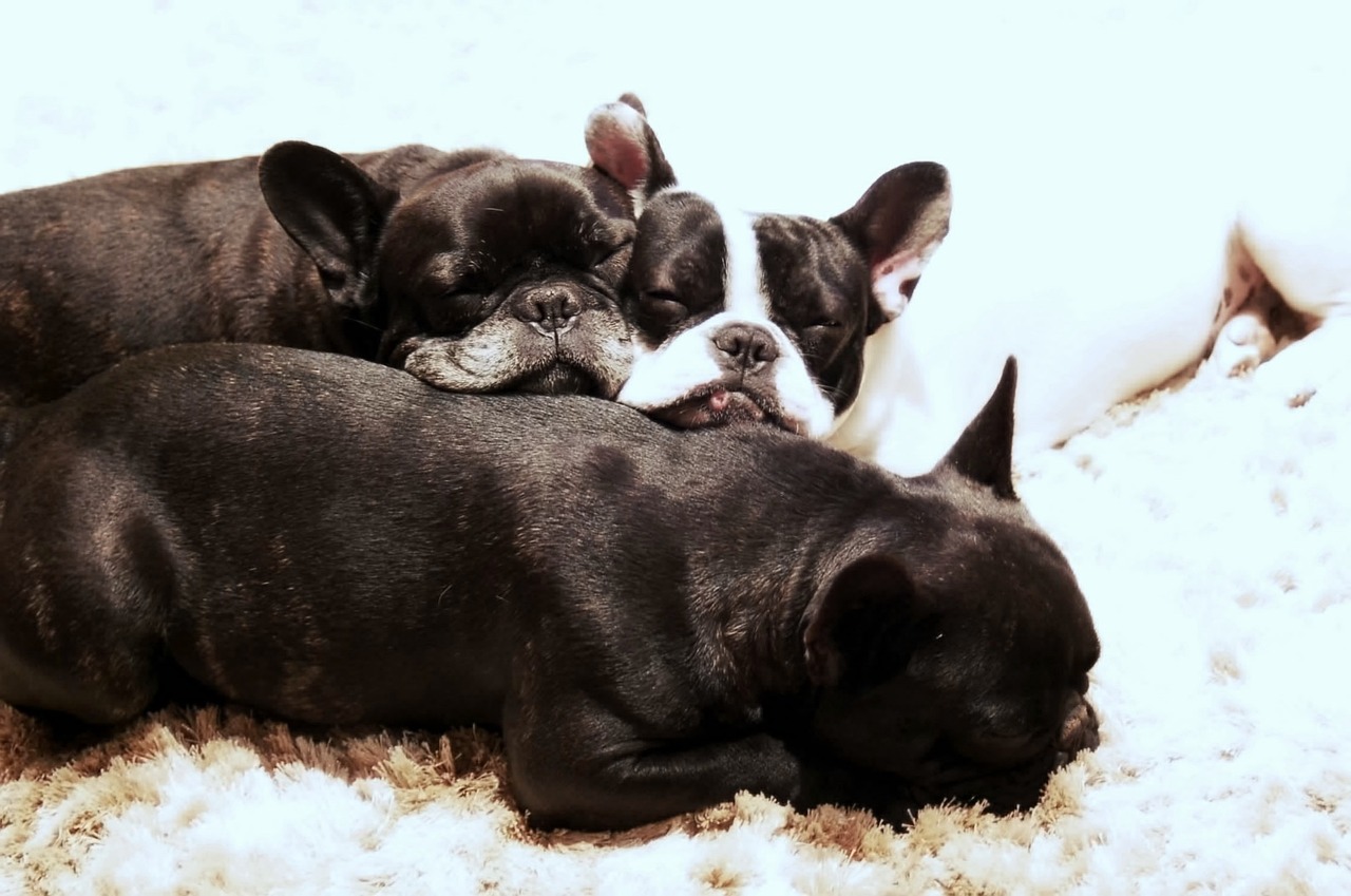 How Long Do Frenchies Live? Common Lifespan & Care Tips