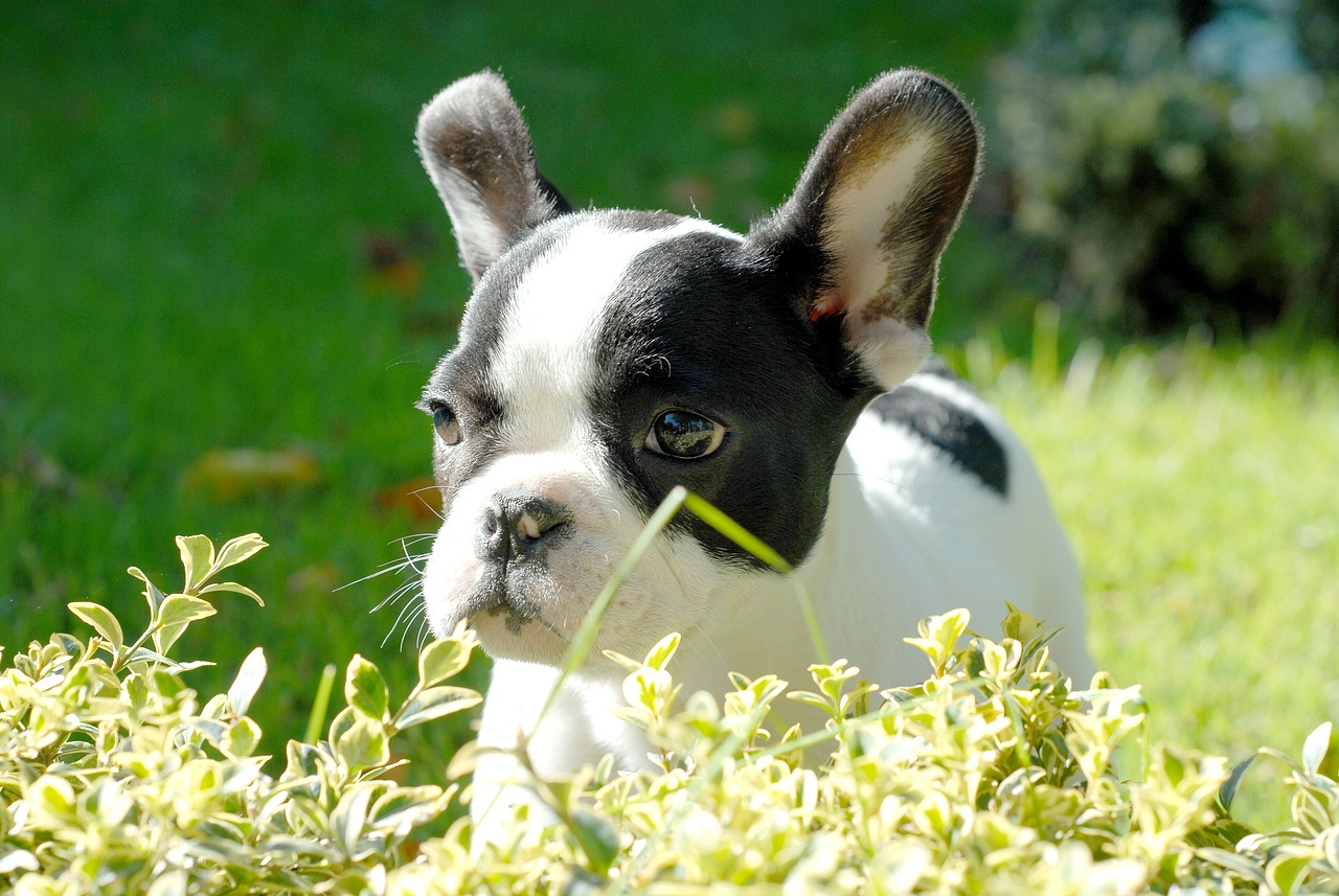 12 Best Food for French Bulldog with Skin Allergies