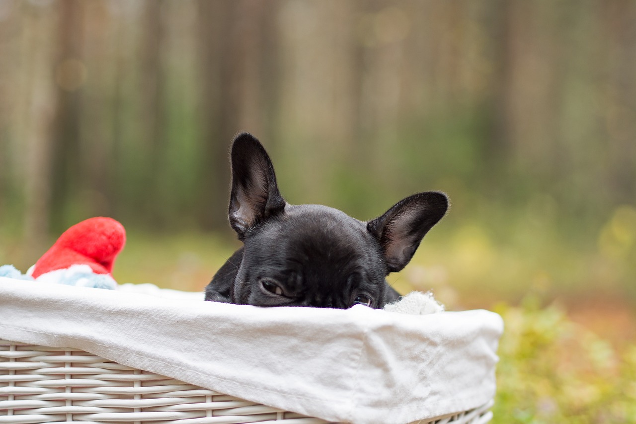 Understanding Your French Bulldog's Behavior